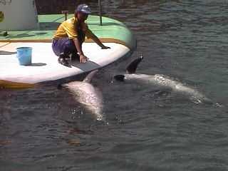 �C���J�V���[