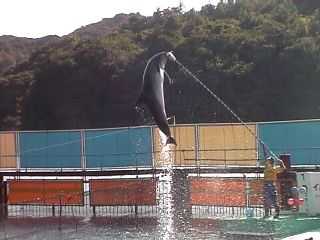 �C���J�W�����v